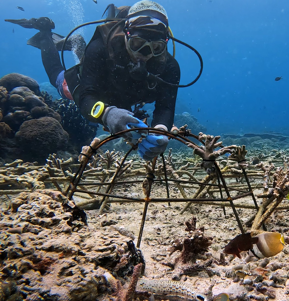 Restauración de un arrecife de coral dañado en Nusa Penida